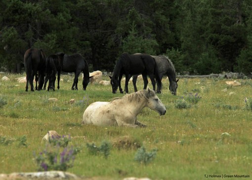 Grey stallion with big band on Green Mountain, Wyoming.