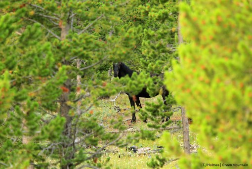 081119GrnMtnbachelor1