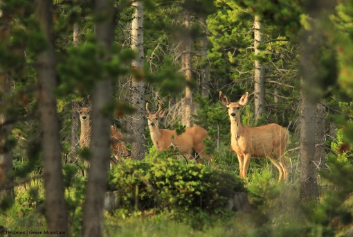Mule deer on Green Mountain, Wyoming.
