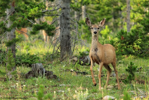 Mule deer doe on Green Mountain, Wyoming.