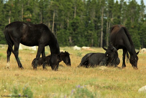 Grey stallion's band on Green Mountain, Wyoming.