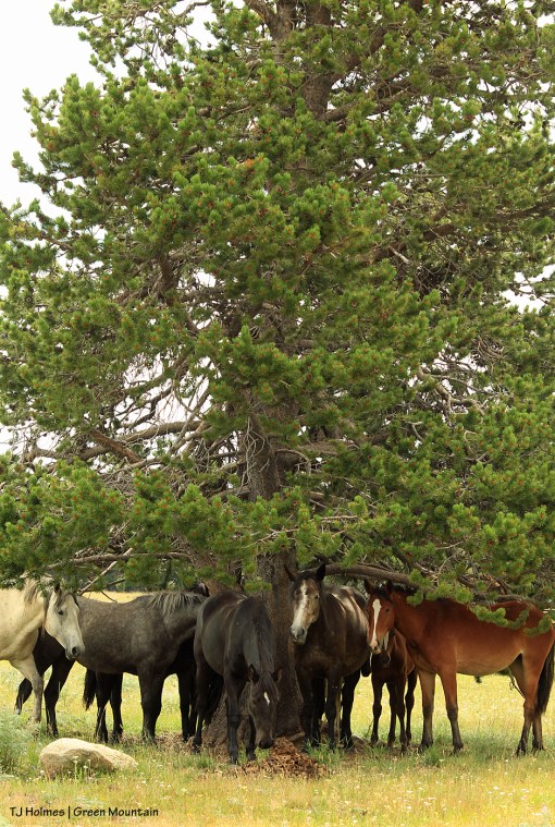 Grey stallion's band on Green Mountain, Wyoming.