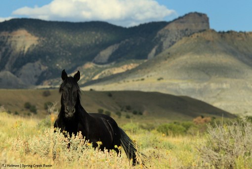 Shadow; Brumley Point and Temple Butte