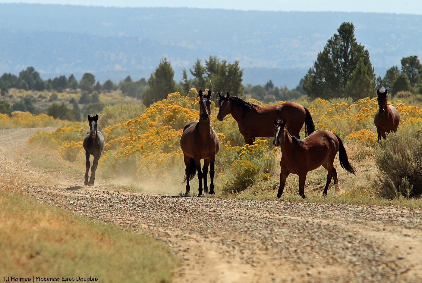 090719pintomesaband1