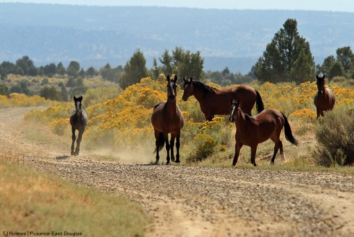 090719pintomesaband1