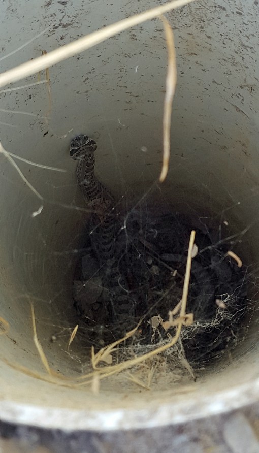 091119rattlesnake2