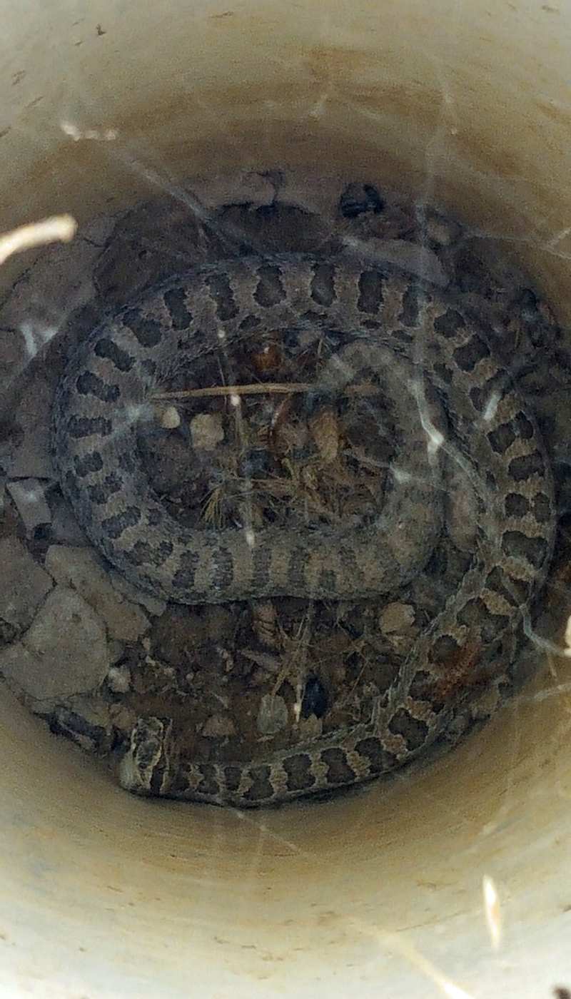 091119rattlesnake4