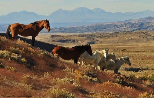 101319Hollywoodsband