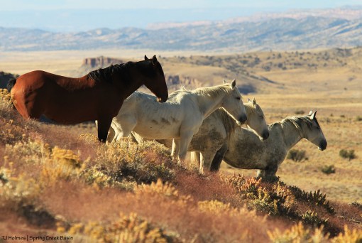 101319ShaneHoudiniAlegreMaia1