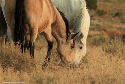 101719KestrelPiedra1