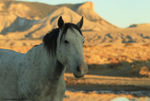 110319Skywalkertbmck1