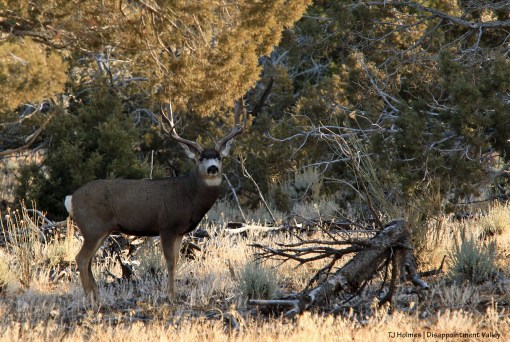 121019muledeerbuck5