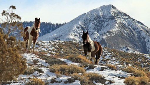 013120SpiritPuzzlemck1