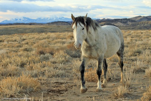 020720Skywalkerlasals1