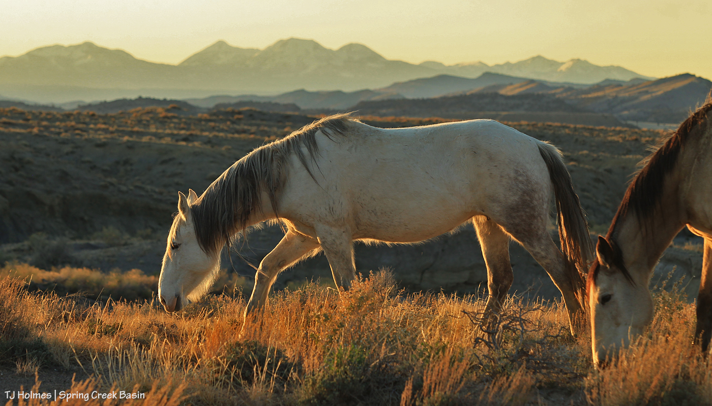 041020TerraKestrelLaSals1