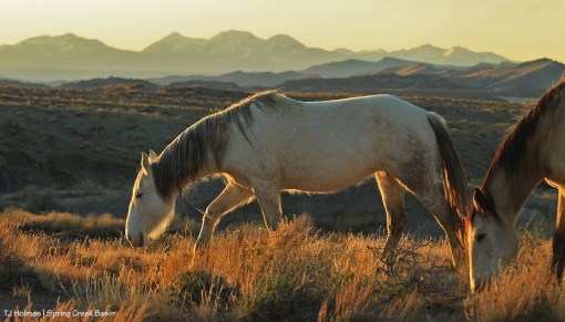 041020TerraKestrelLaSals1