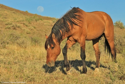 050520Hollywoodmoon1