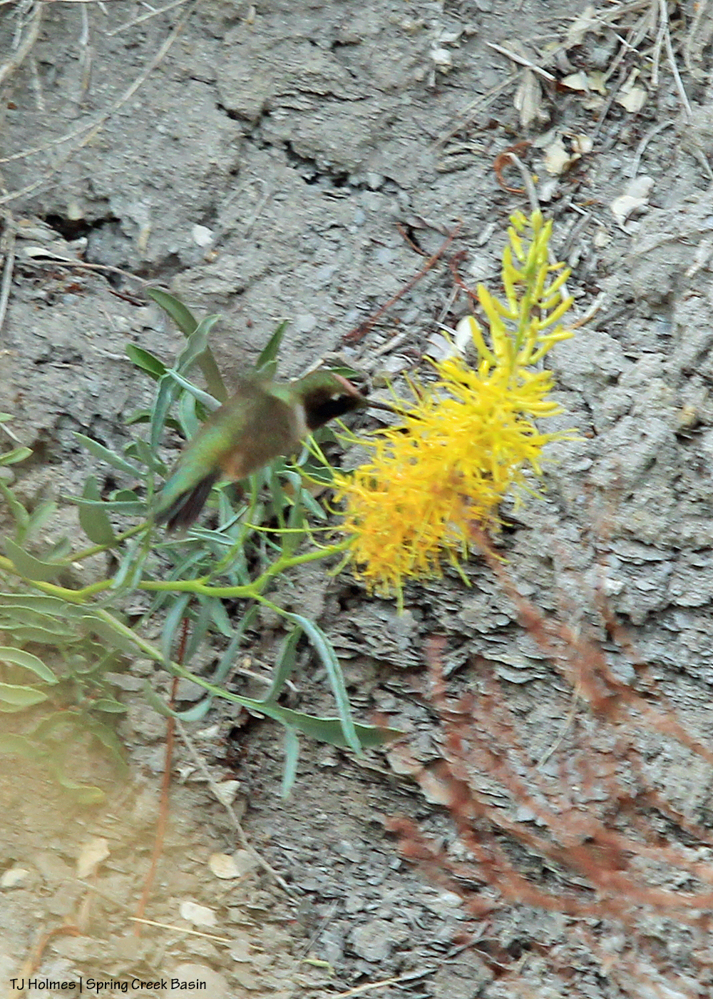 051520hummingbirdprincesplume1