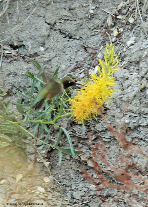 051520hummingbirdprincesplume1