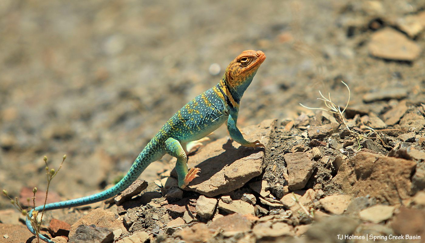 051620collaredlizard1